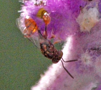 Chalcid wasp - Conura sp.