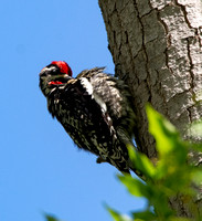 Red-naped Sapsucker - Sphyrapicus nuchalis