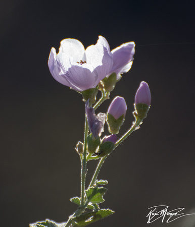 Chaparral bush-mallow - Malacothamnus fasciculatus