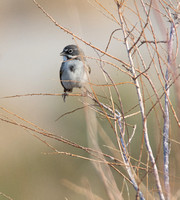 Bell's Sparrow - Artemisiospiza belli