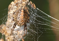 Western spotted orb weaver - Neoscona oaxacensis