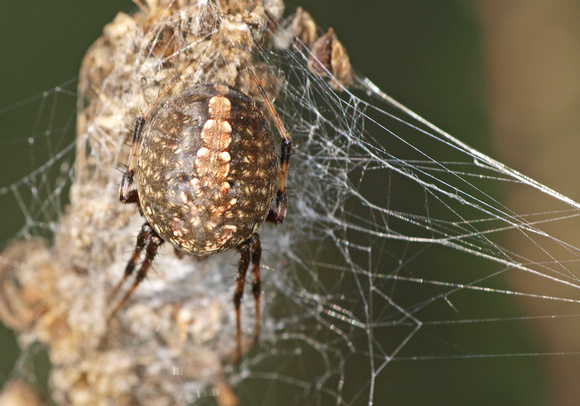 Western spotted orb weaver - Neoscona oaxacensis