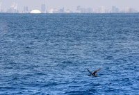 Black-vented Shearwater - Puffinus opisthomelas off Long Beach