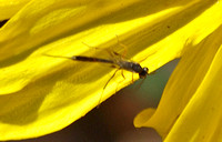 Ichneumon wasp 3 - Unidentified sp.