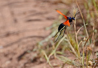 Tarantula hawk- Pepsis thisbe