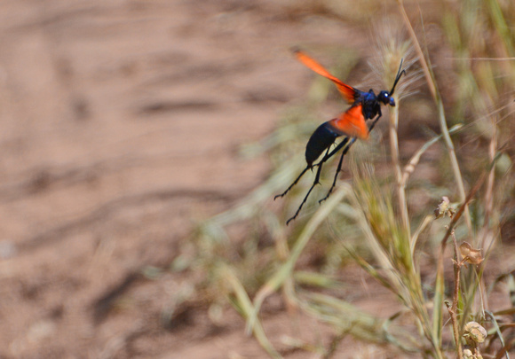 Tarantula hawk- Pepsis thisbe