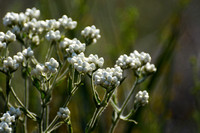 California everlasting - Pseudognaphalium californicum