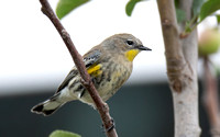 Yellow-rumped Warbler - Setophaga coronata