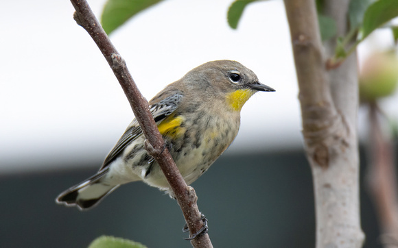 Yellow-rumped Warbler - Setophaga coronata