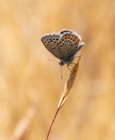Acmon blue - Icaricia acmon