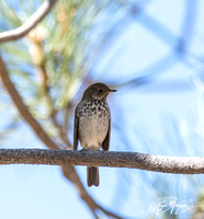 Hermit Thrush - Catharus guttatus