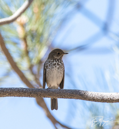 Hermit Thrush - Catharus guttatus