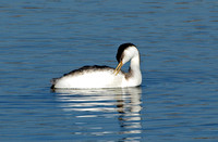 Western Grebe - Aechmophorus occidentalis