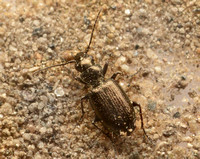 Carabid beetle - Apristus sp.