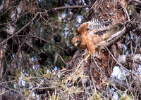 Red-shouldered Hawk - Buteo elegans