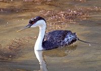 Western Grebe - Aechmophorus occidentalis