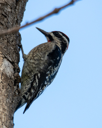 Red-naped Sapsucker - Sphyrapicus nuchalis