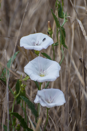 Morning Glory - Calystegia macrostegia