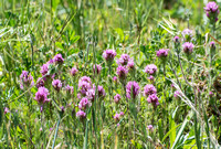 Owl's Clover - Castilleja exserta