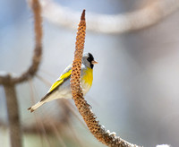 Lawrence's Goldfinch- Spinus lawrencei