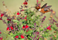 Allen's Hummingbird - Selasphorus sasin