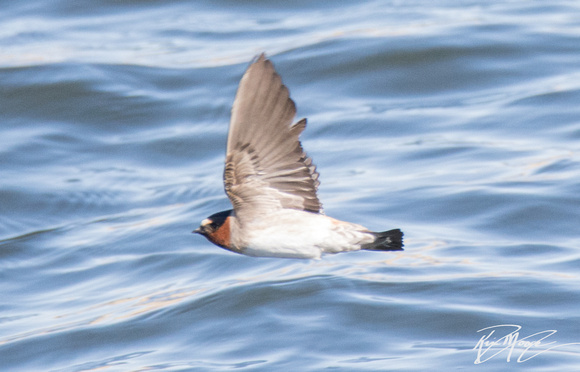 Cliff Swallow - Hirundo pyrrhonota