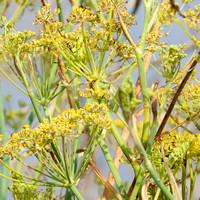 Poison hemlock - Conium maculatum