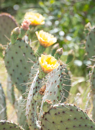 Coast Prickly Pear  - Opuntia littoralis