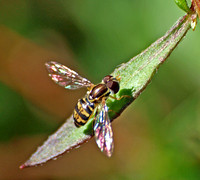 Western Calligrapher -Toxomerus occidentalis