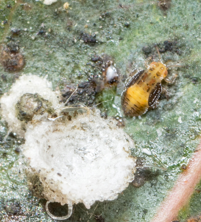 Red Gum Lerp Psyllid - Glycaspis brimblecombei