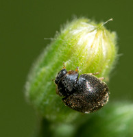 Dusky lady beetle - Scymnus sp.