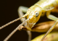 Four-spotted tree cricket - Oecanthus quadripunctatus