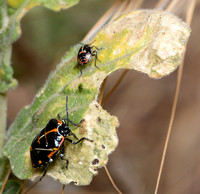 Left: Harlequin adults, Right: Painted nymph