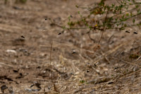 Chimney bee - Diadasia sp.