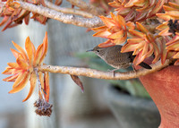 Northern House Wren - Troglodytes aedon