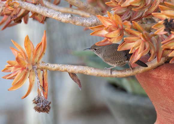 Northern House Wren - Troglodytes aedon