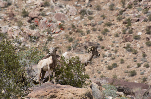 Desert bighorn sheep - Ovis canadensis nelsoni