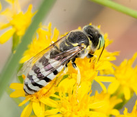 Sand wasp - Bembix americana