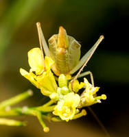 Four-spotted tree cricket - Oecanthus quadripunctatus