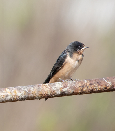 Barn Swallow - Hirundo rustica