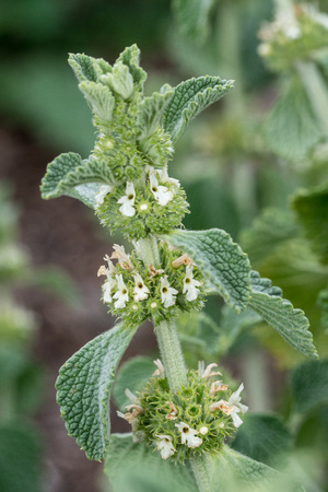 Horehound