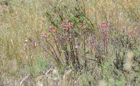 Dudleya