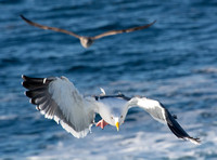 Western Gull - Larus occidentalis