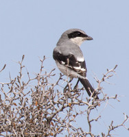 Loggerhead Shrike - Lanius ludovicianus