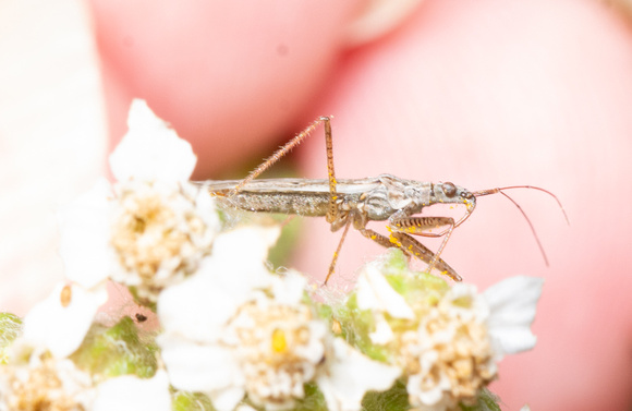 Damsel bug - Nabis sp.