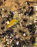 Aggregating anemone - Anthopleura elegantissima
