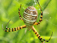 Banded argiope - Argiope trifasciata