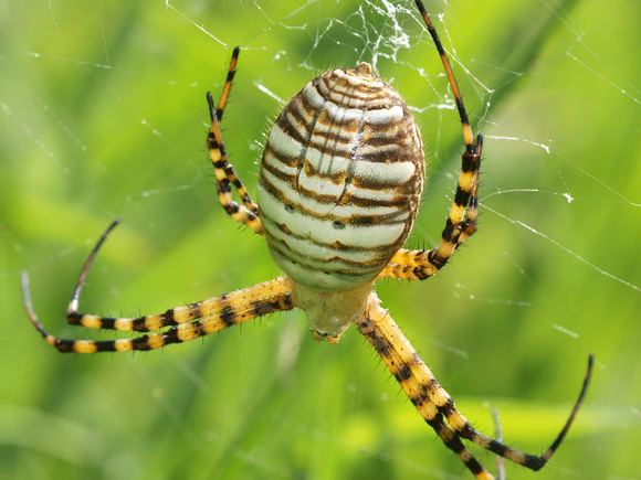 Banded argiope - Argiope trifasciata