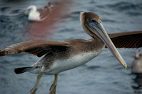 Brown Pelican - Pelecanus occidentalis