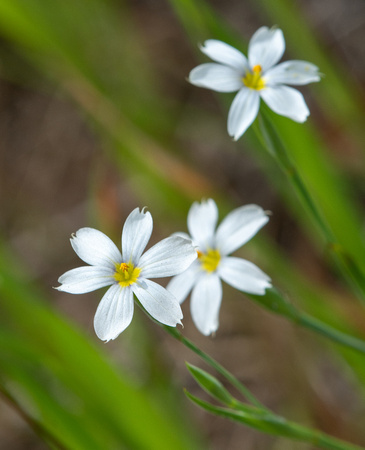 Blue-eyed Grass - Sisyrinchium bellum